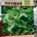 大叶冰菜种子，200粒