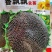 香飘飘食葵葵花籽种子，葵花种子