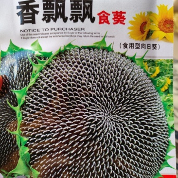 香飘飘食葵葵花籽种子，葵花种子