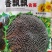 香飘飘食葵葵花籽种子，葵花种子