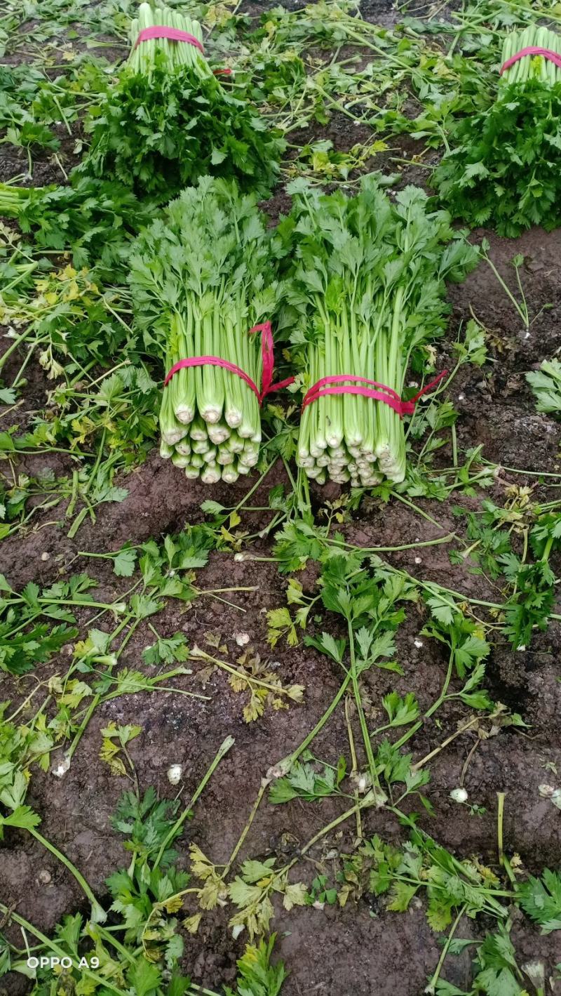 皇妃精品菜好价不高基地种植货源充足稳定质量三保