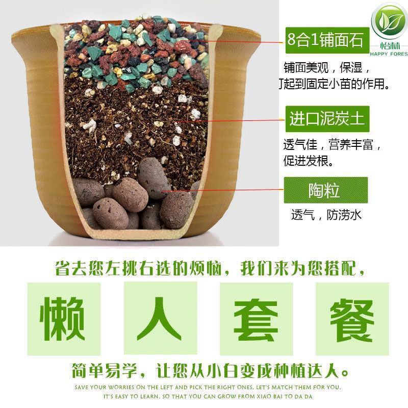 多肉植物营养土进口泥炭土多肉土叶插换盆土多肉专用土纯颗粒