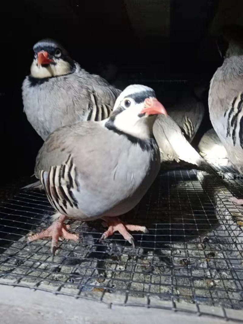 人工养殖活体鹧鸪鲜活鹧鸪煲汤食用货量充足欢迎采购