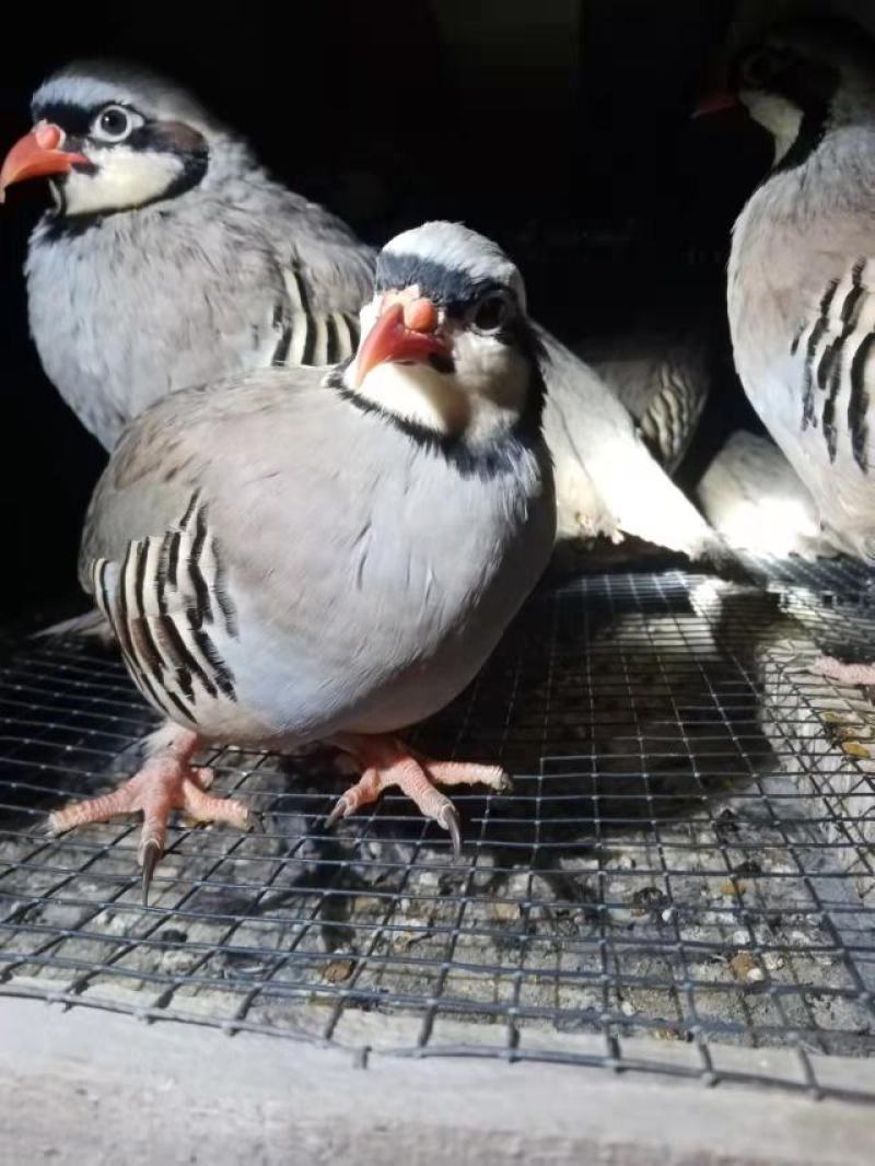 人工养殖活体鹧鸪鲜活鹧鸪煲汤食用货量充足欢迎采购