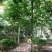 七叶树#七叶树#七叶树#七叶树#七叶树#七叶树#七叶树#