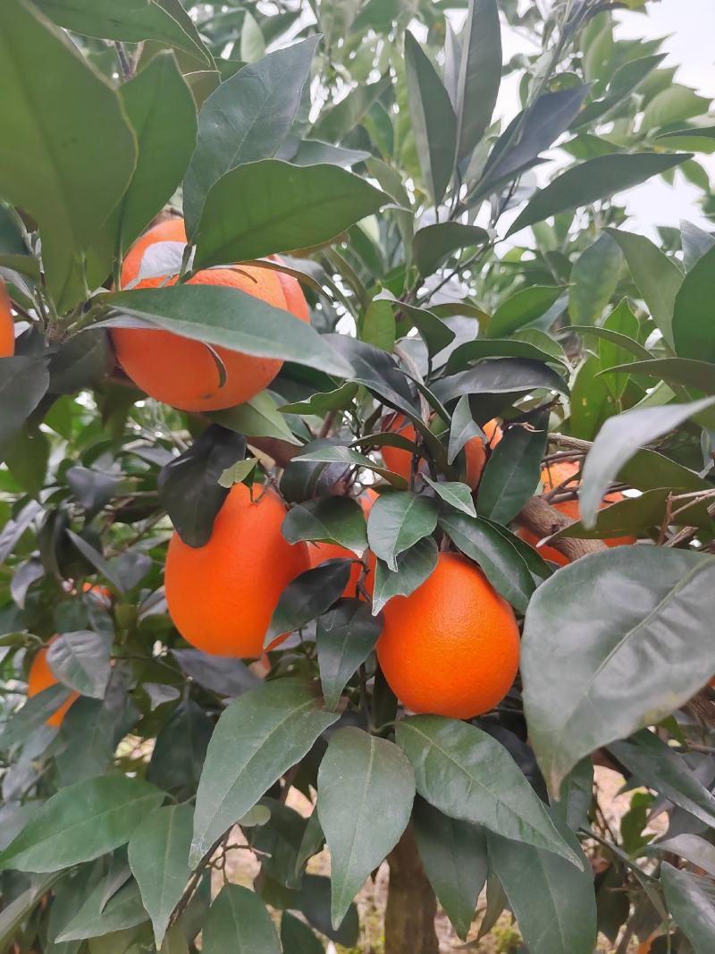 热销橙子奉节脐橙商品果二级果一树小果次果