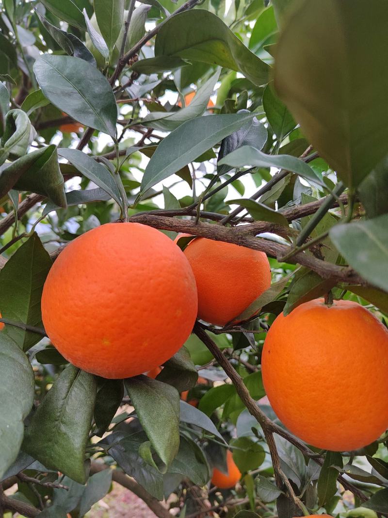 热销橙子奉节脐橙商品果二级果一树小果次果