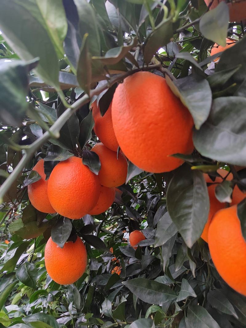 热销橙子奉节脐橙商品果二级果一树小果次果