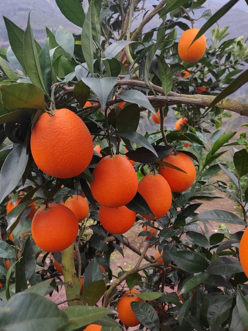 热销橙子奉节脐橙商品果二级果一树小果次果