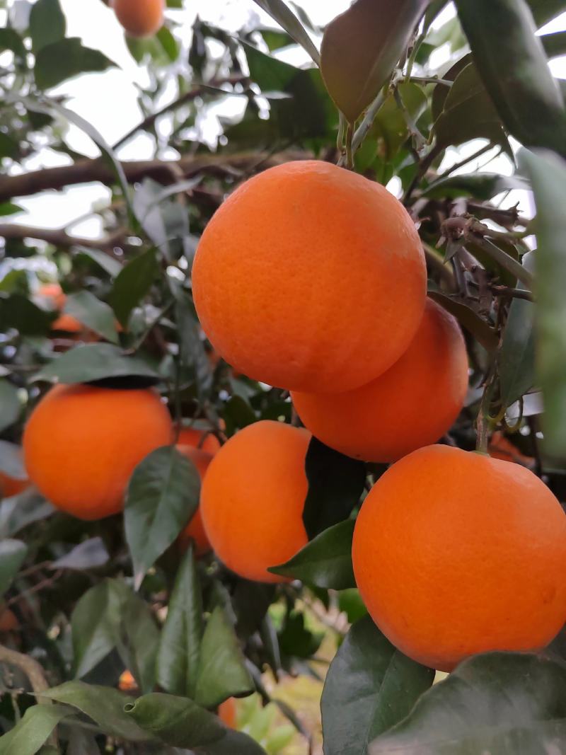 热销橙子奉节脐橙商品果二级果一树小果次果