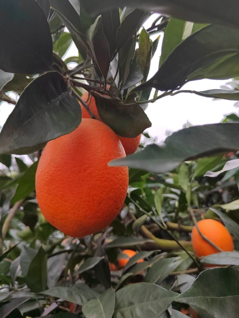 热销橙子奉节脐橙商品果二级果一树小果次果