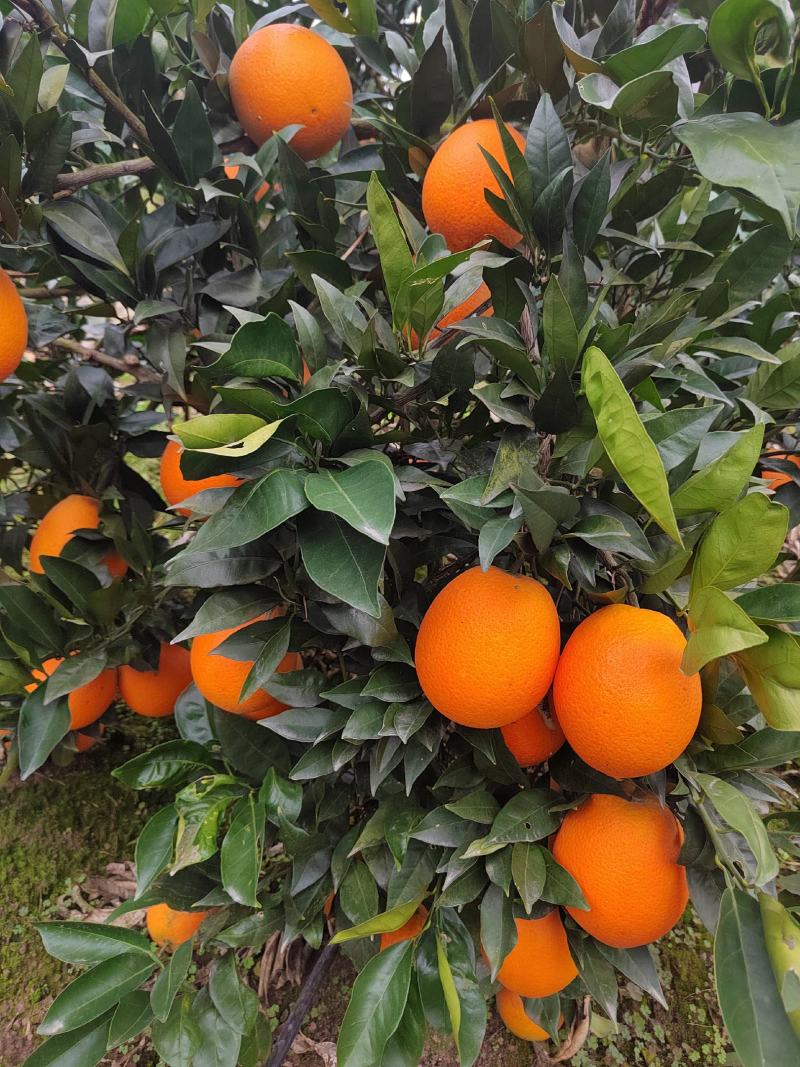 热销橙子奉节脐橙商品果二级果一树小果次果