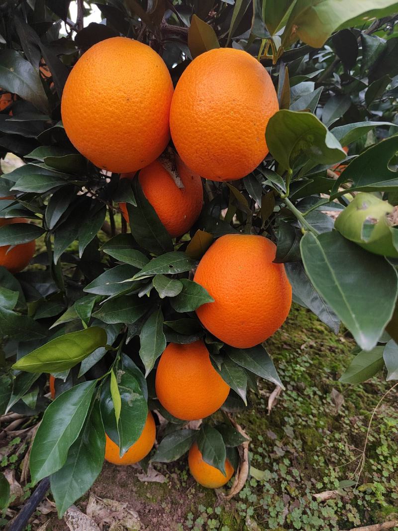 热销橙子奉节脐橙商品果二级果一树小果次果