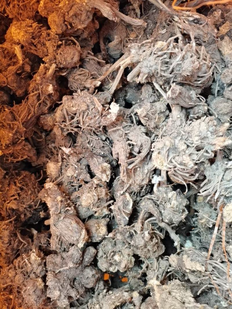 苍术，朱砂点苍术，北苍术