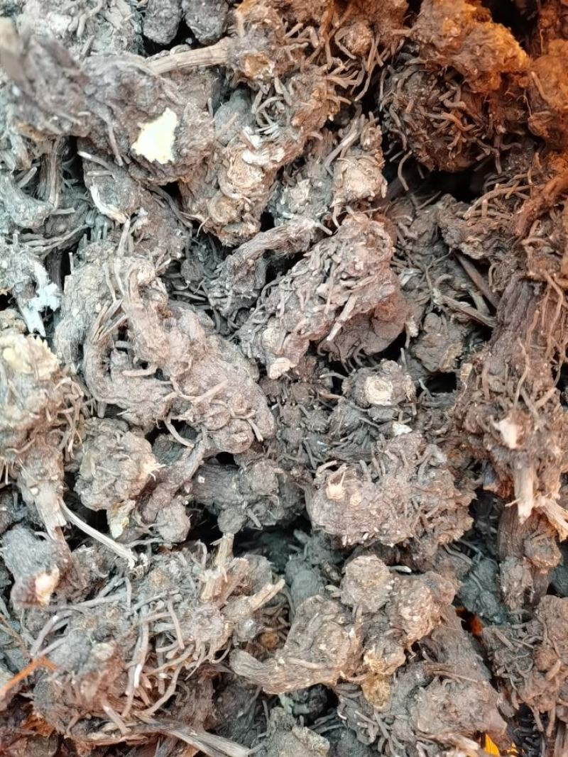 苍术，朱砂点苍术，北苍术