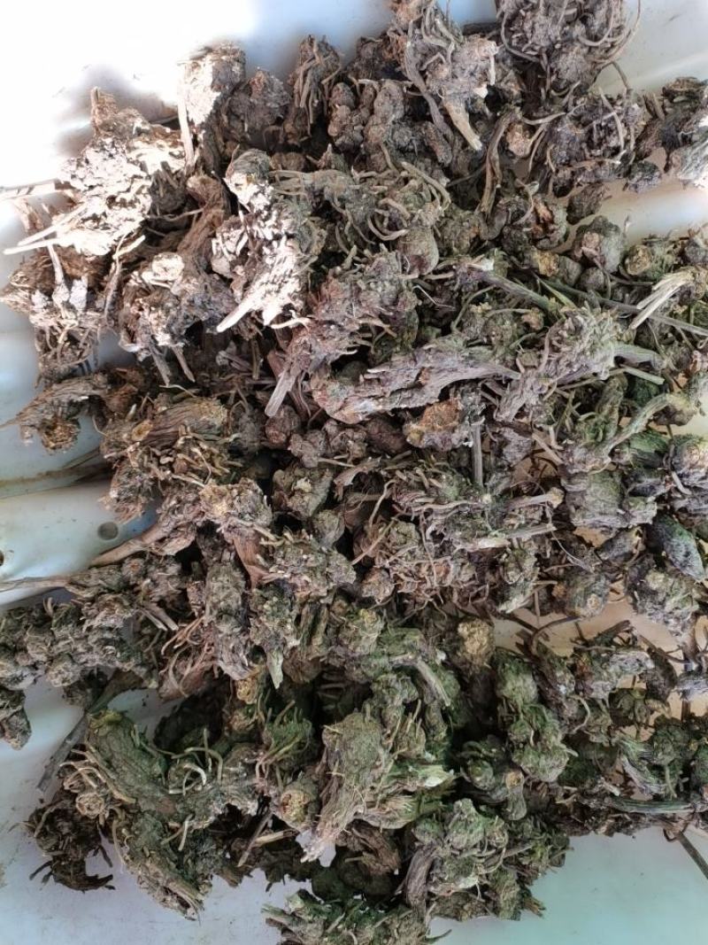 苍术，朱砂点苍术，北苍术