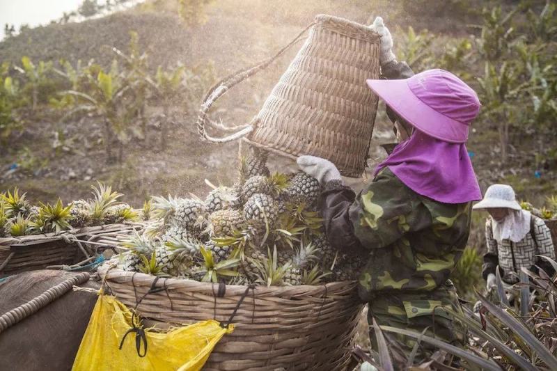 推荐热销云南省河口山地香水小菠萝，电商，及市场货大量供应