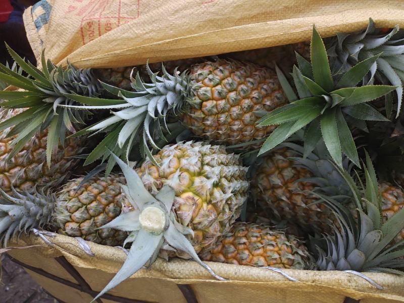 推荐热销云南省河口山地香水小菠萝，电商，及市场货大量供应