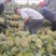 推荐热销云南省河口山地香水小菠萝，电商，及市场货大量供应