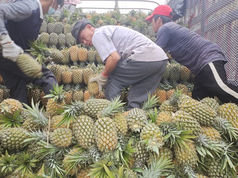 推荐热销云南省河口山地香水小菠萝，电商，及市场货大量供应