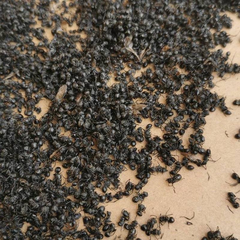 黑蚂蚁个大干净泡酒蚂蚁产地直发一手货源