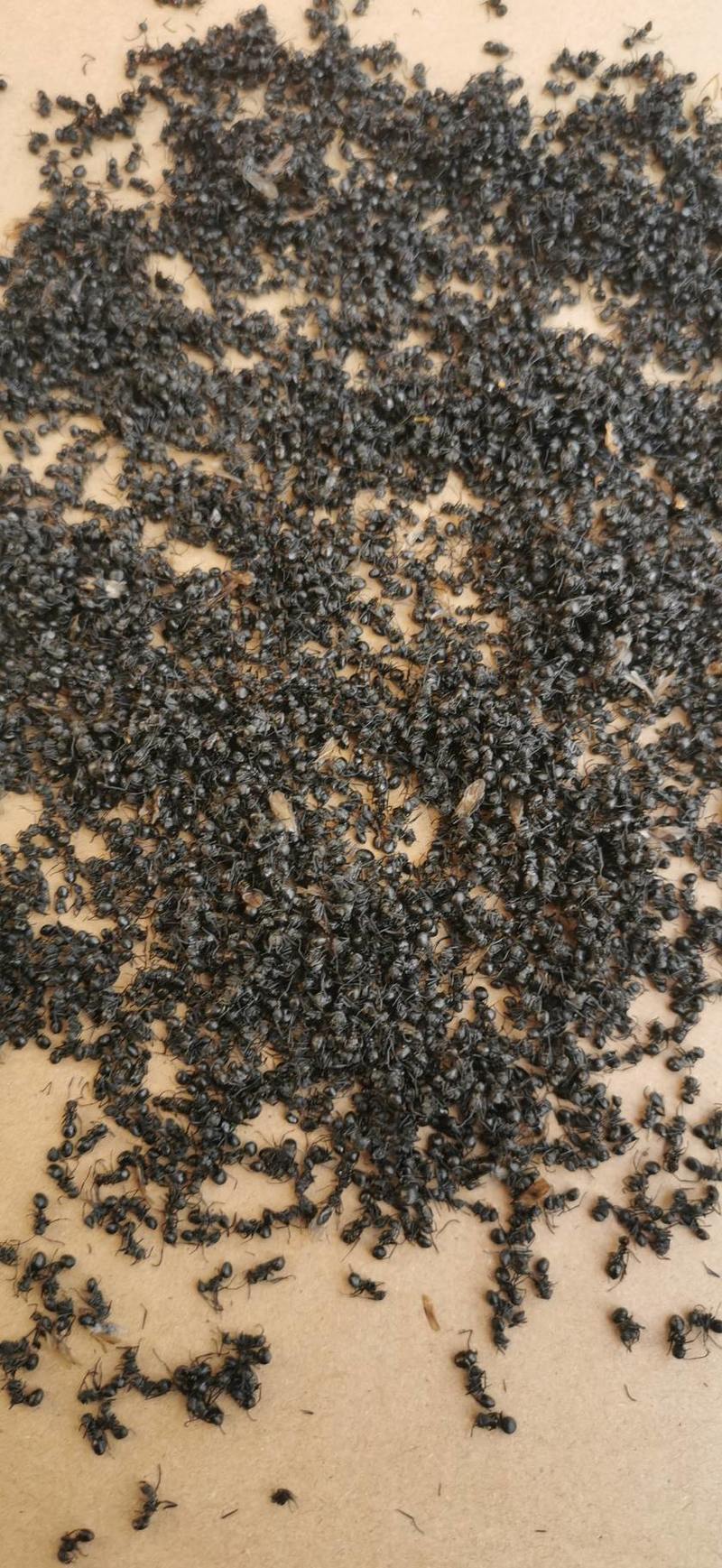 黑蚂蚁个大干净泡酒蚂蚁产地直发一手货源