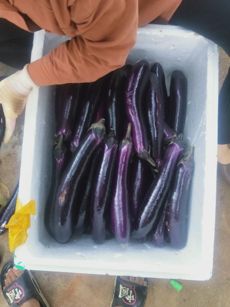 湛江市徐闻县基地紫长茄(供市场，超市，工厂食堂)