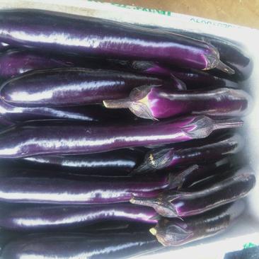 湛江市徐闻县基地紫长茄(供市场，超市，工厂食堂)