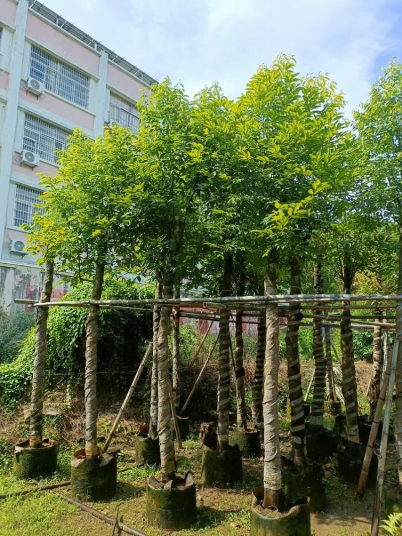 天竺桂阴香树4-20分