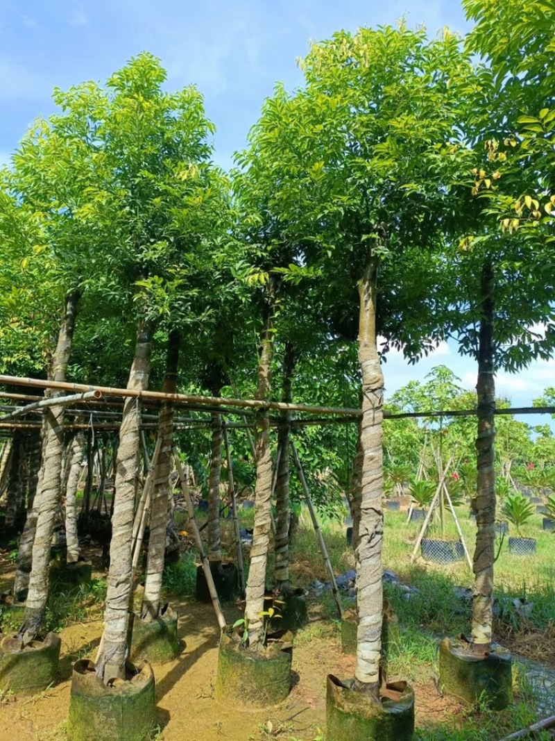 天竺桂阴香树4-20分