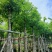 天竺桂阴香树4-20分