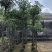 杜仲树5-40分