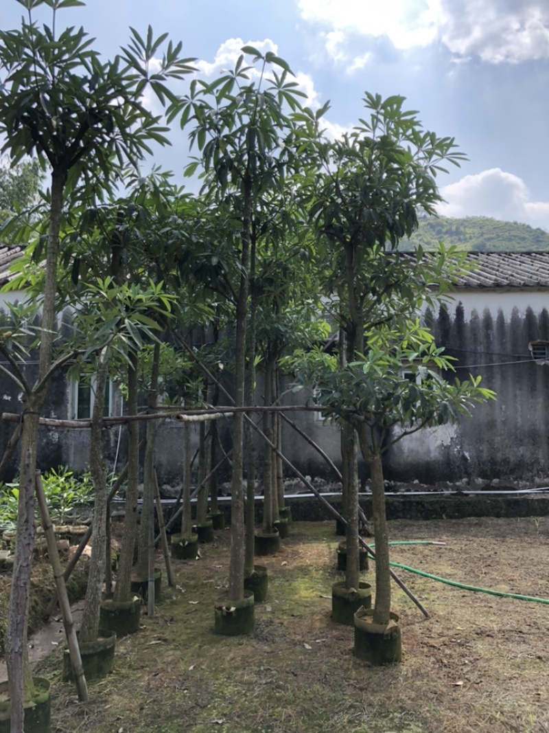 杜仲树5-40分