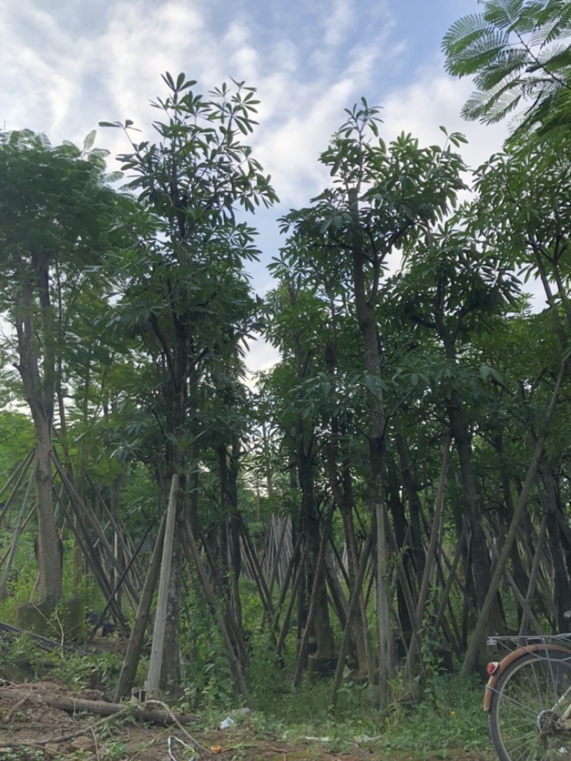 杜仲树5-40分