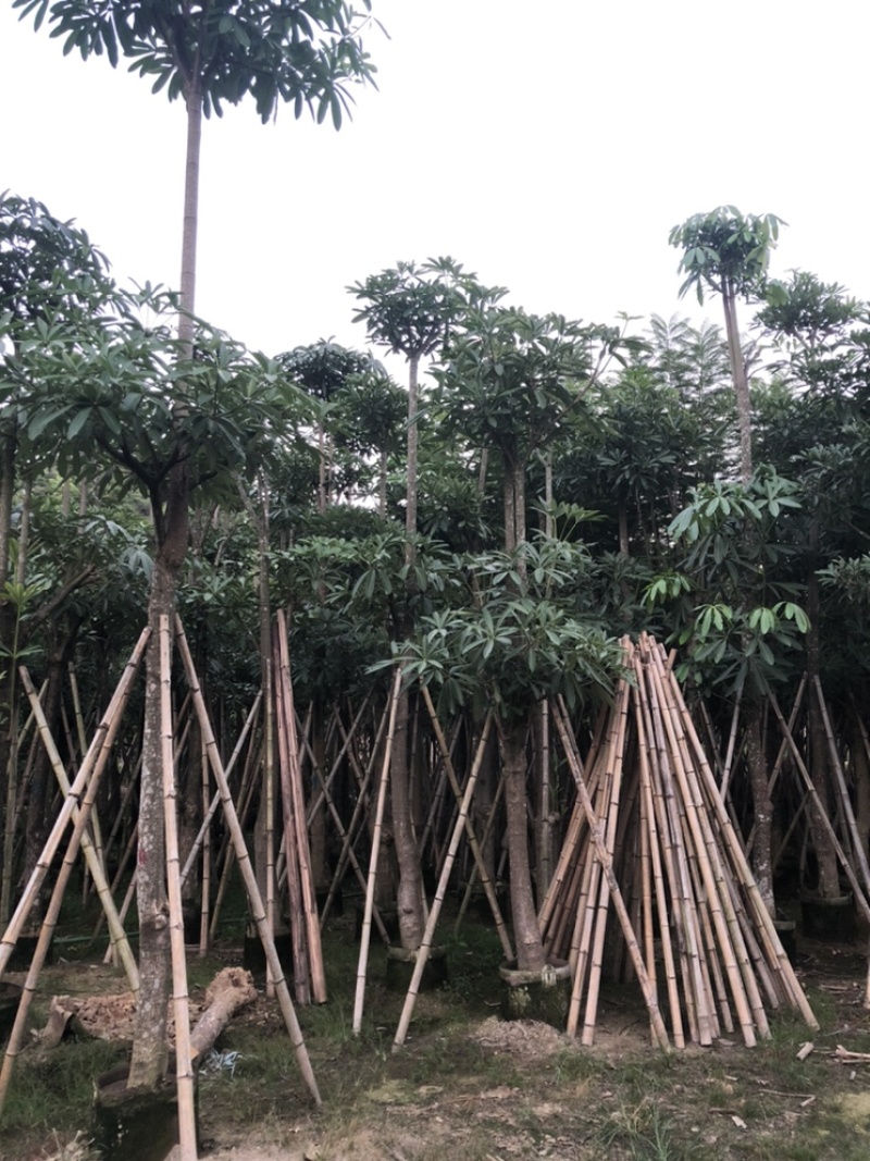 杜仲树5-40分