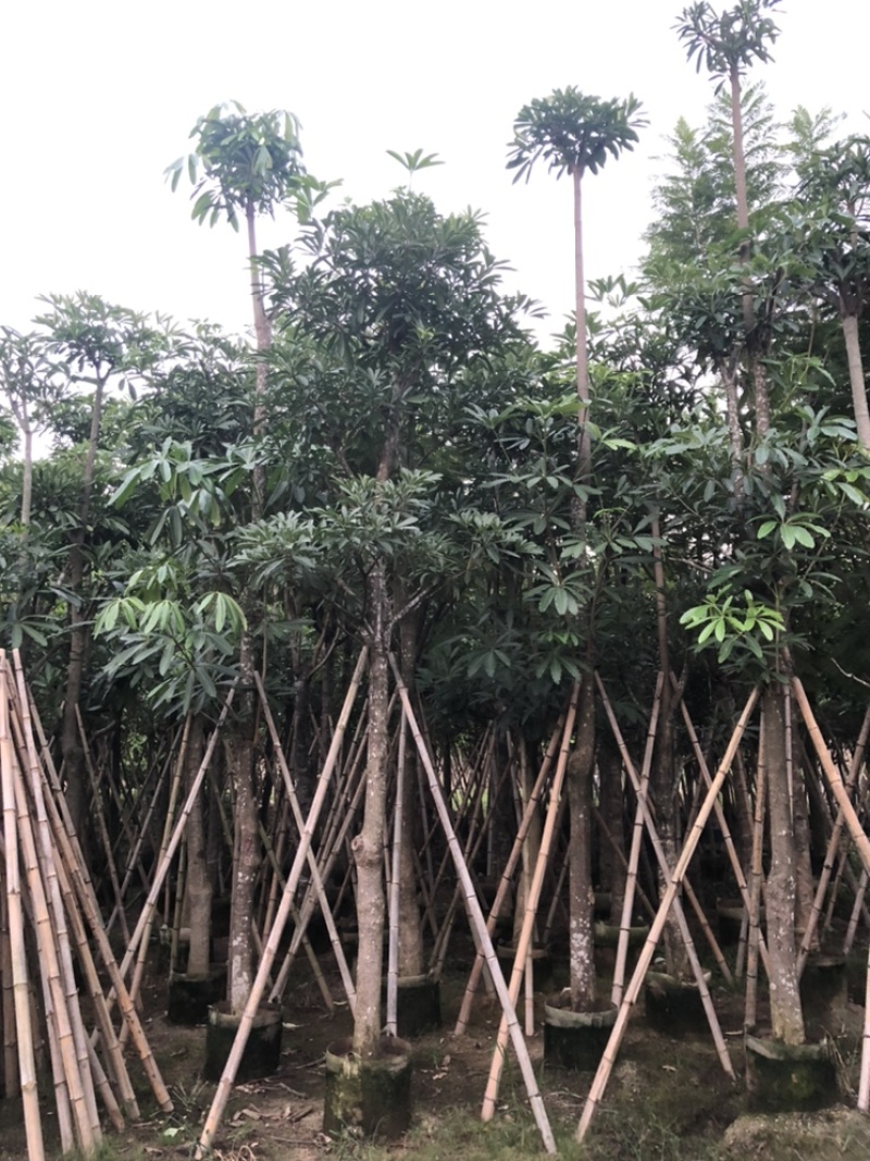 杜仲树5-40分