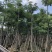 杜仲树5-40分