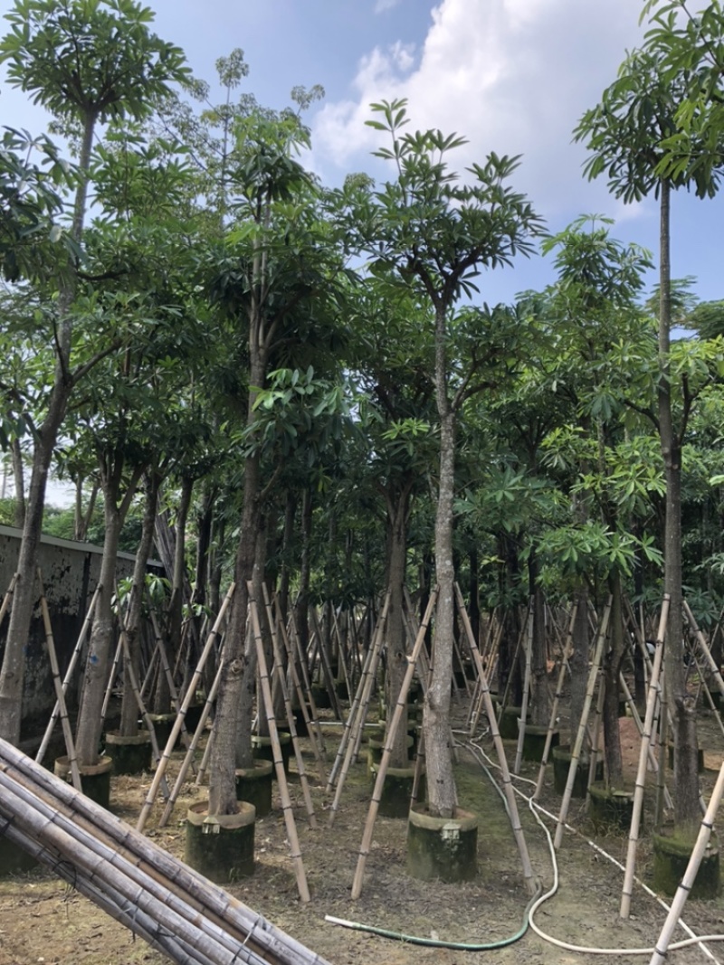 杜仲树5-40分