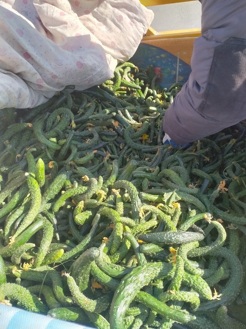 次品黄瓜黄瓜扭当天现摘地头收货货源充足
