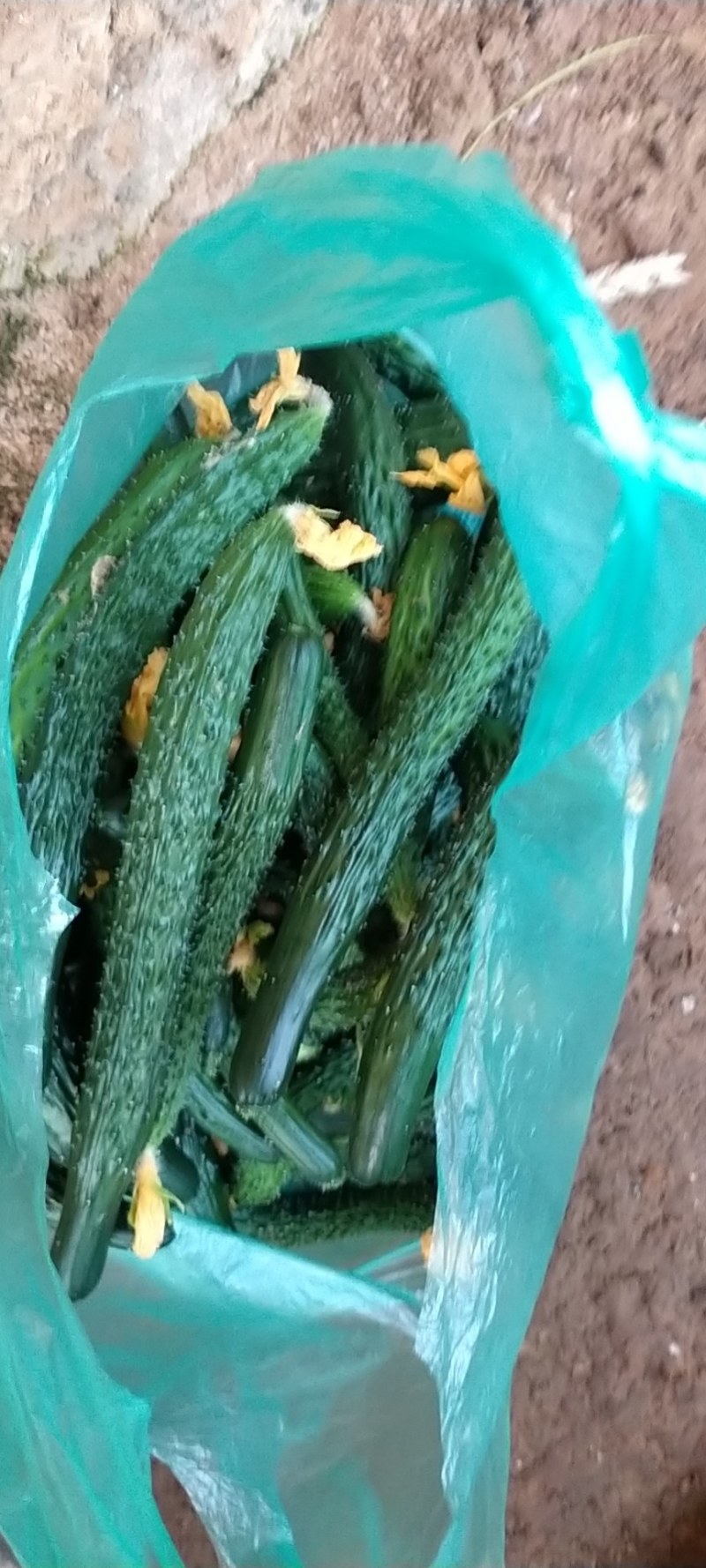 次品黄瓜黄瓜扭当天现摘地头收货货源充足