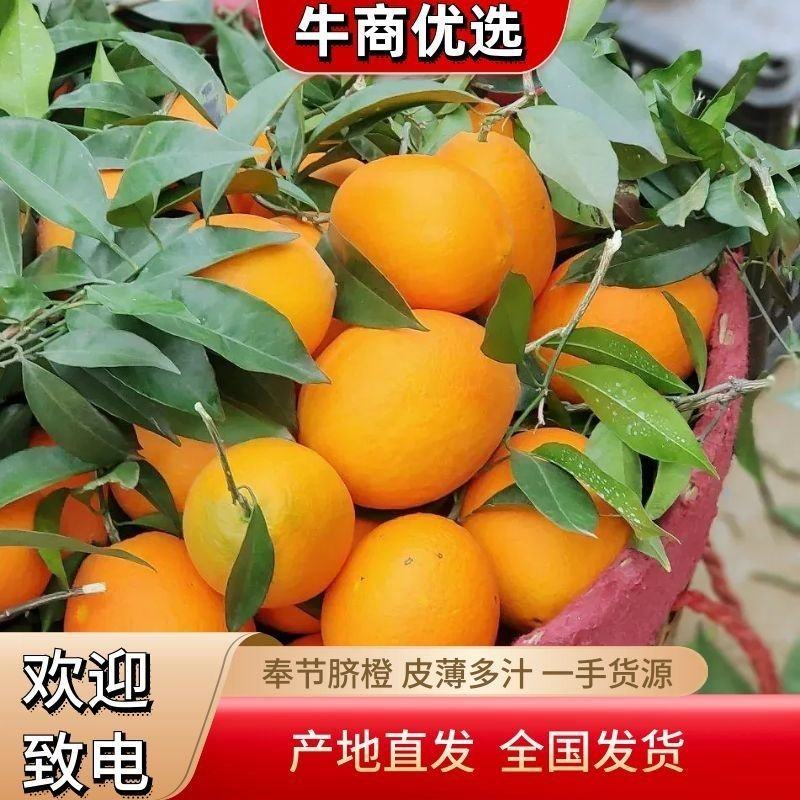 重庆奉节脐橙纽荷尔圆红长虹一树清专业代办电商果高次果统货