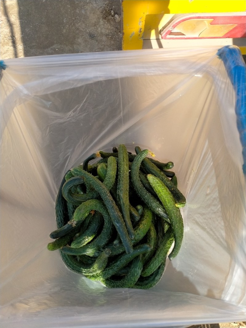 次品黄瓜黄瓜扭当天现摘地头收货货源充足