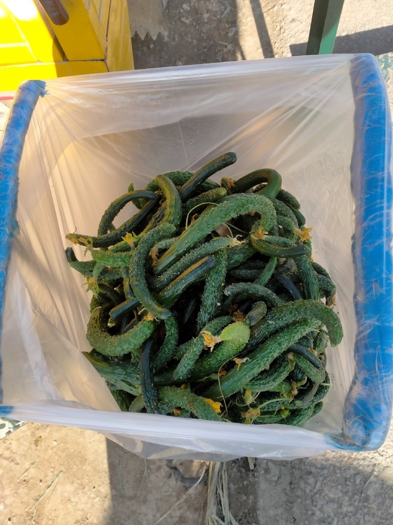 次品黄瓜黄瓜扭当天现摘地头收货货源充足