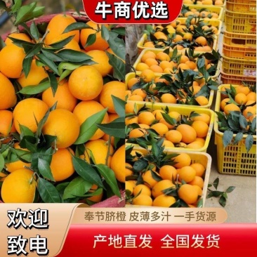 重庆奉节脐橙纽荷尔，产地直销，一手货源质量有保证量大从优