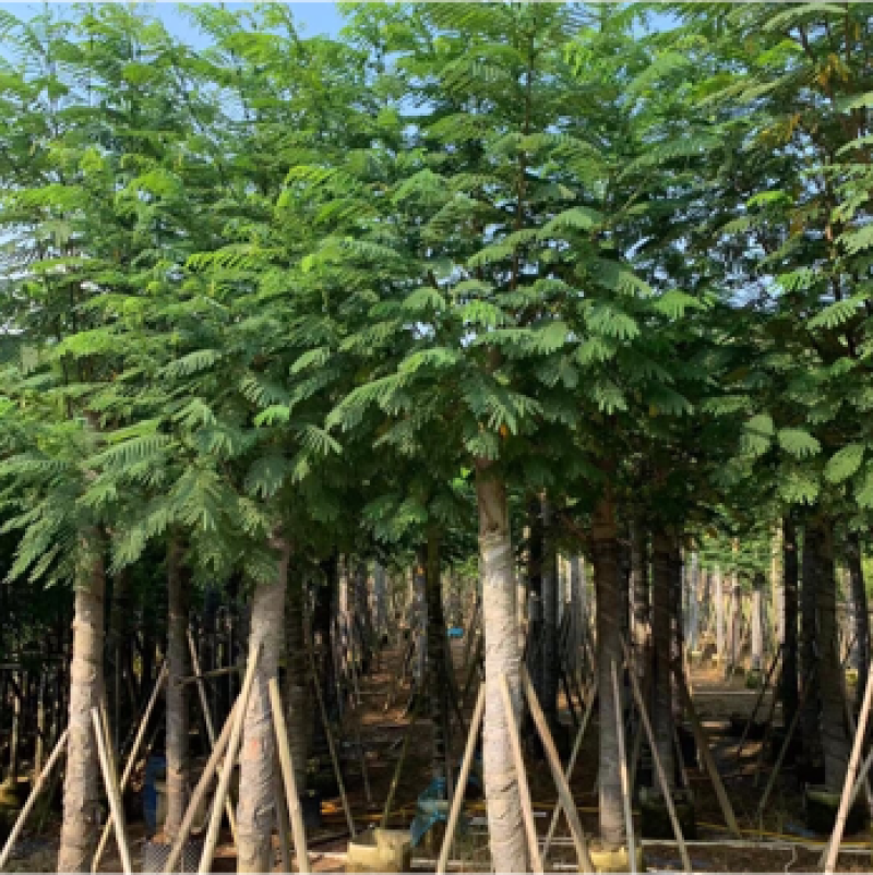 南洋楹10-35分