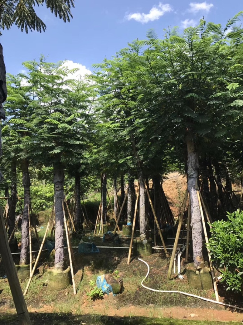 南洋楹10-35分