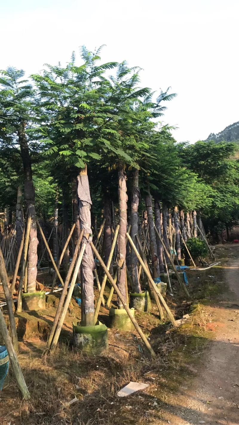 南洋楹10-35分