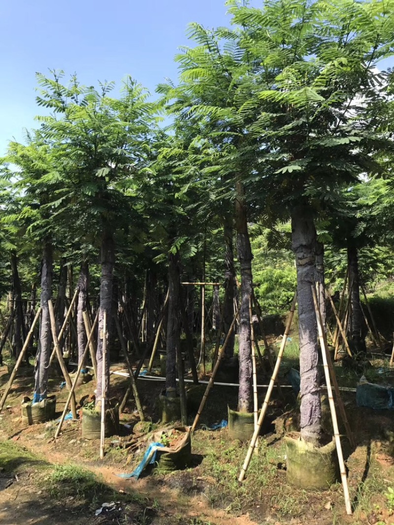 南洋楹10-35分