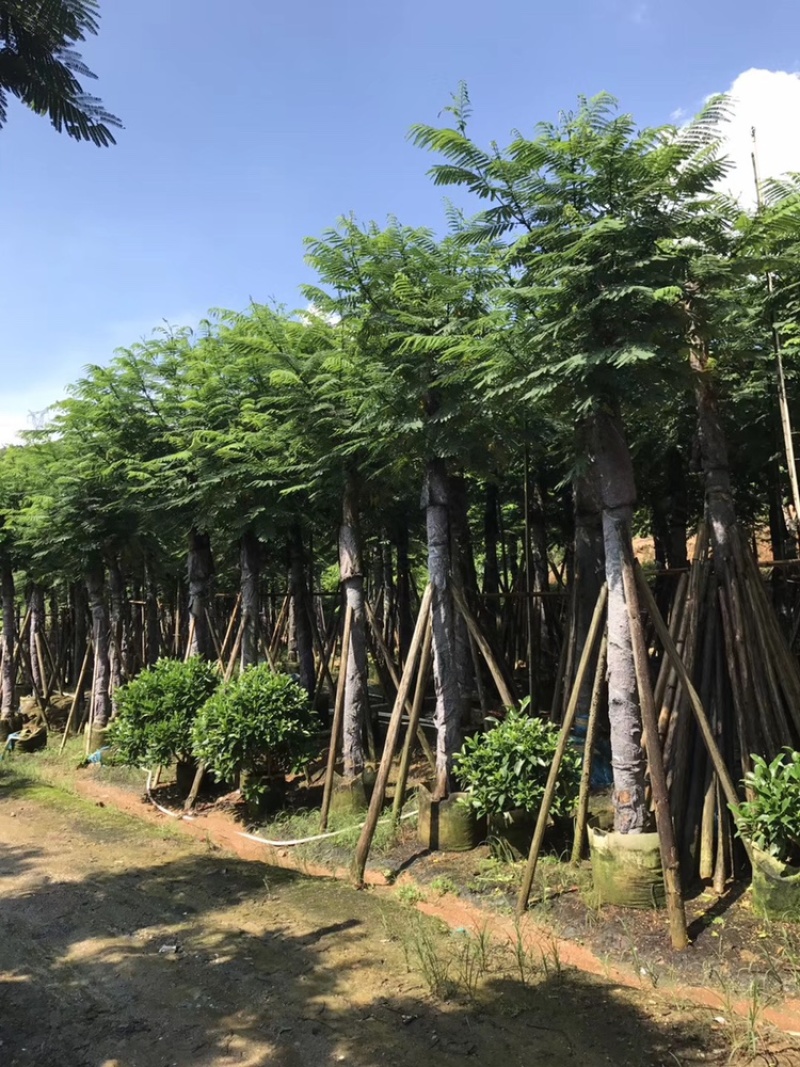 南洋楹10-35分