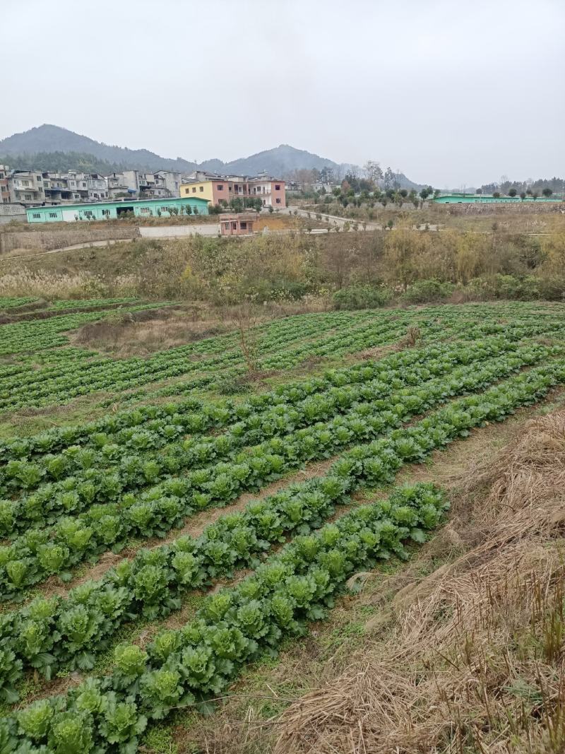 白菜上市